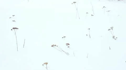 Grass in snow Stock Footage 10766374