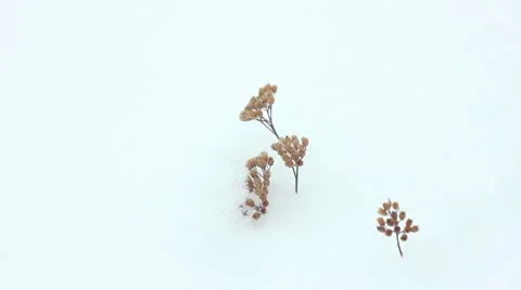 Grass in snow Stock Footage 10766375