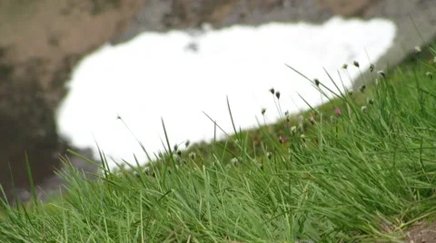 Grass in snow Stock Footage 68803913