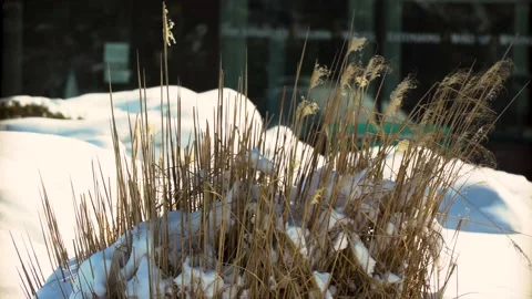 Grass with snow Vídeos de archivo 148109609