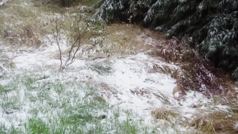 Grass with snow Stock Footage 302885224