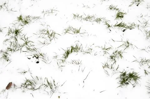 Grass in snow Stock Photos