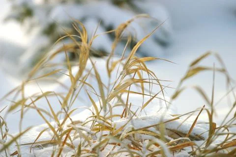 Grass in snow Stock Photos