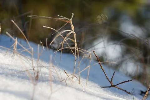 Grass in snow Stock Photos