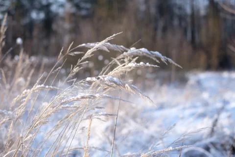 Grass in the snow Stock Photos