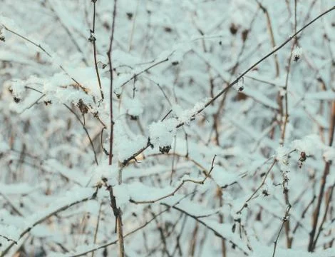 Grass In Snow Stock Photos