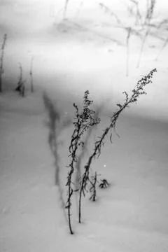 Grass in snow Stock Photos