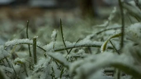 Grass with snow Foto stock