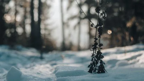 Grass in the snow Stock Photos