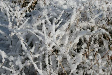 Grass in the snow Stock Photos