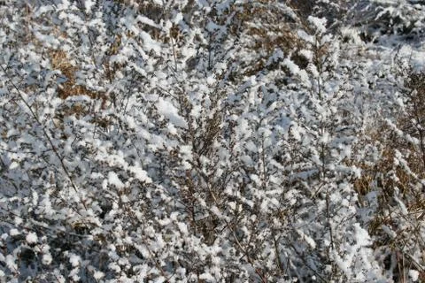 Grass in the snow Stock Photos