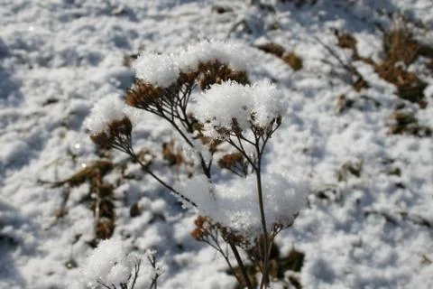 Grass in the snow Stock Photos