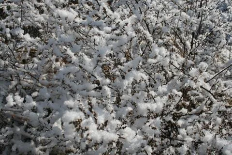 Grass in the snow Stock Photos