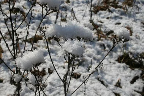 Grass in the snow Stock Photos