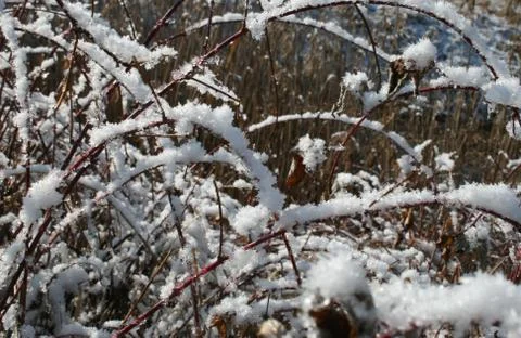 Grass in the snow Stock Photos