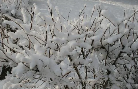 Grass in the snow Stock Photos