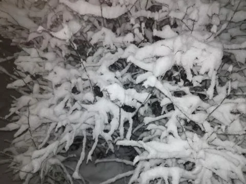 Grass in the snow Stock Photos