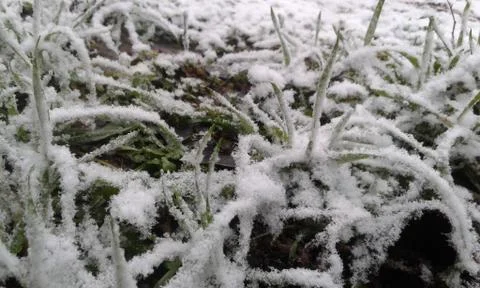 Grass in the snow Stock Photos