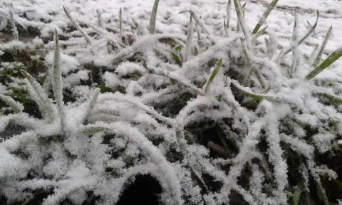 Grass in the snow Stock Photos