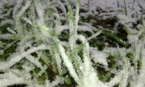 Grass in the snow Stock Photos