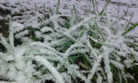 Grass in the snow Stock Photos