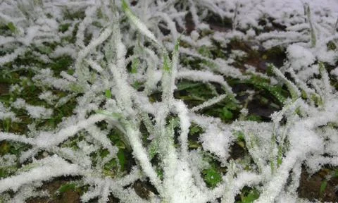 Grass in the snow Stock Photos