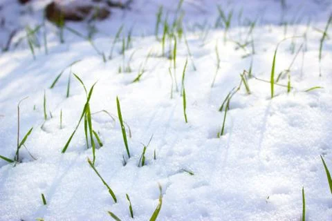 Grass in the snow Stock Photos