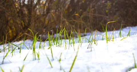 Grass in the snow Stock Photos