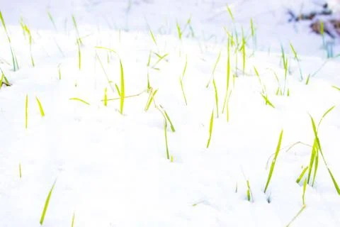 Grass in the snow Stock Photos