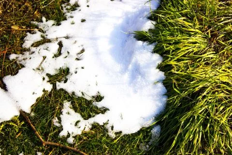 Grass in the snow Stock Photos