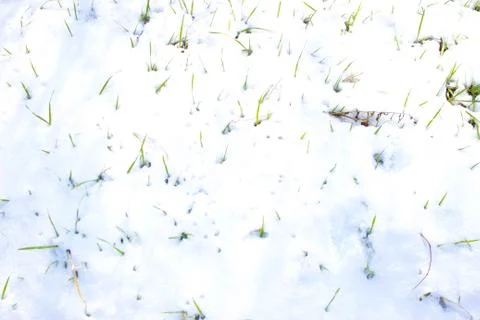 Grass in the snow Foto stock
