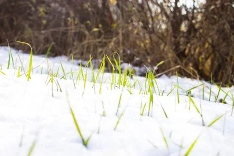 Grass in the snow Stock Photos