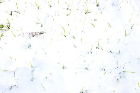 Grass in the snow Foto stock