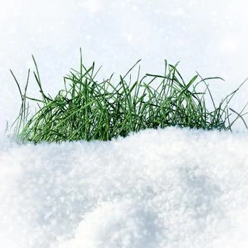 Grass on the Snow Stock Photos