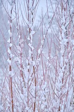 Grass with snow Photos