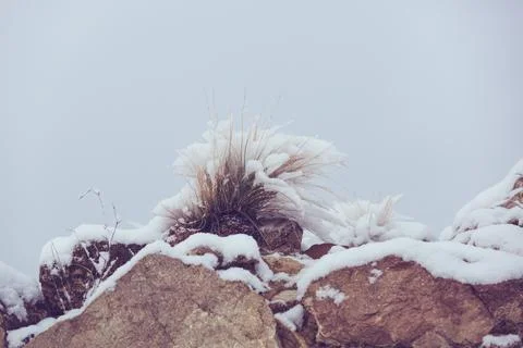 Grass in the snow Stock Photos