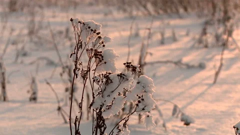 Grass in the snow in the Russian field in winter Stock Footage 86802286