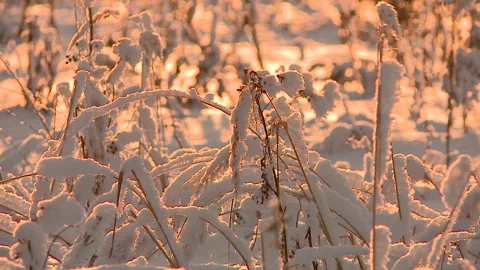 Grass in snow in the Russian winter field in backlighting at sunset Stock Footage 86802060