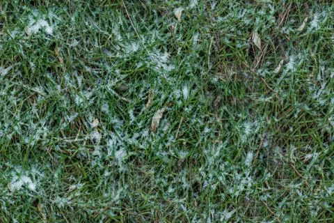 Grass in snow seamless texture background Stock Photos
