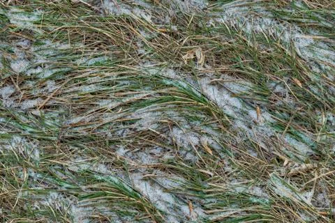 Grass in snow seamless texture background Stock Photos