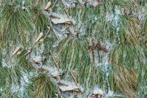 Grass in snow seamless texture background Stock Photos
