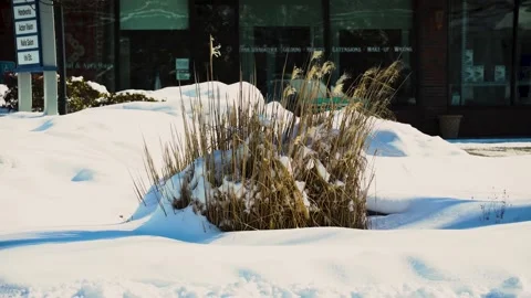 Grass With Snow Wide Shot Video stock 148109607