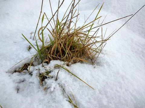 Grass in the snow in winter Stock Photos