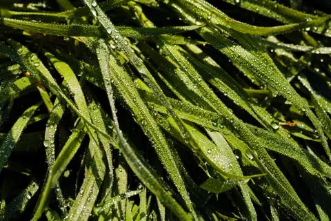 Grass sod Stock Photos