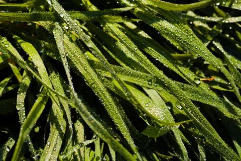 Grass sod Stock Photos
