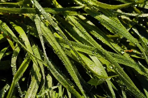 Grass sod Stock Photos