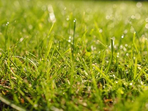 Grass with soft bokeh Stock Photos