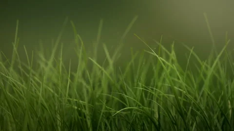 Grass Softly Blowing Stock Footage 58370358