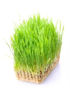 Grass in soil Stock Photos