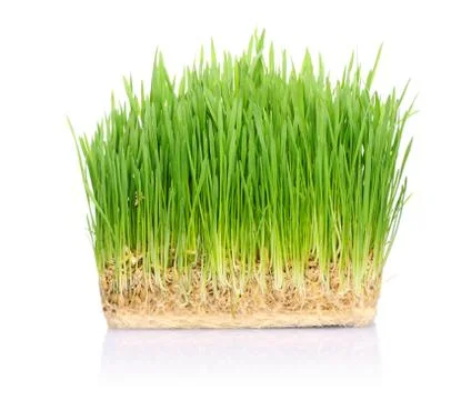 Grass in soil Stock Photos